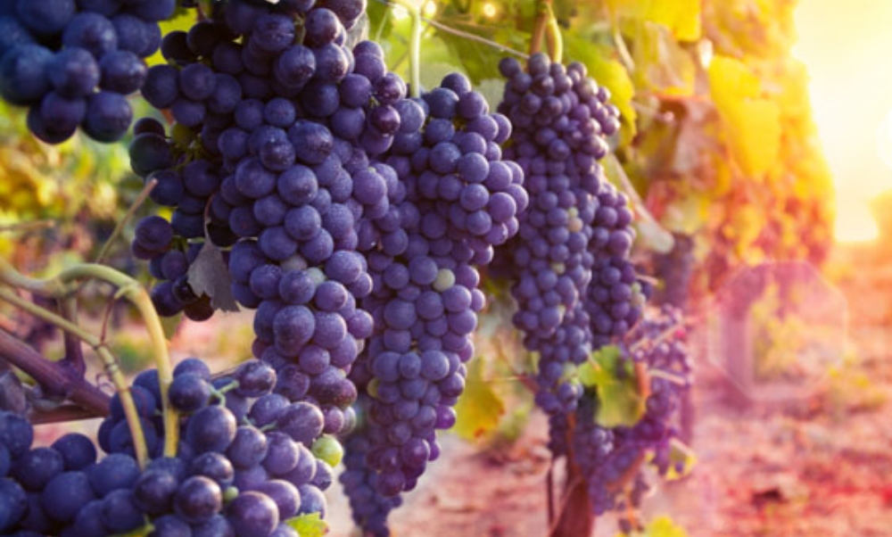 Why Choose BBR Limo?