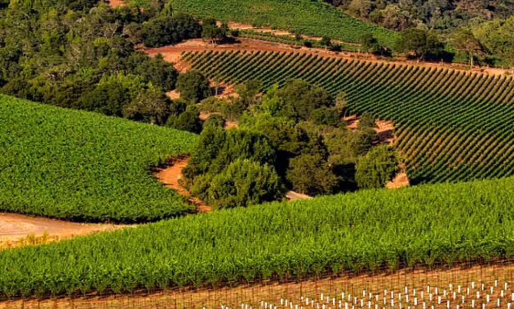 Full-Service Limo Rentals for Every Occasion in Sonoma